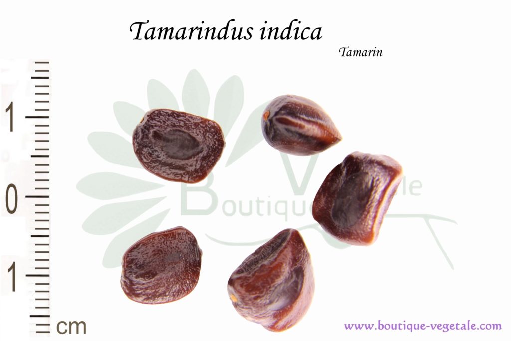 Graines de Tamarindus indica, Tamarindus indica seeds