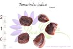 Graines de Tamarindus indica