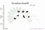 Graines de Tetradium daniellii, Tetradium daniellii seeds