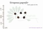 Graines de Tetrapanax papyrifer, Tetrapanax papyrifer seeds