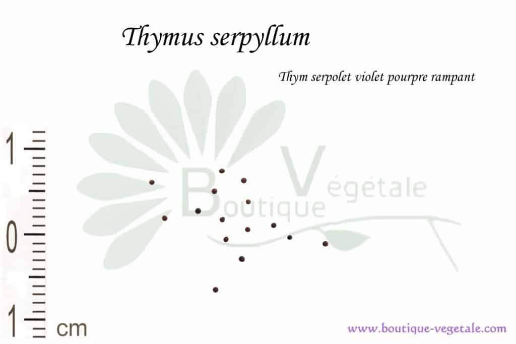 Graines de Thymus serpyllum, Thymus serpyllum seeds
