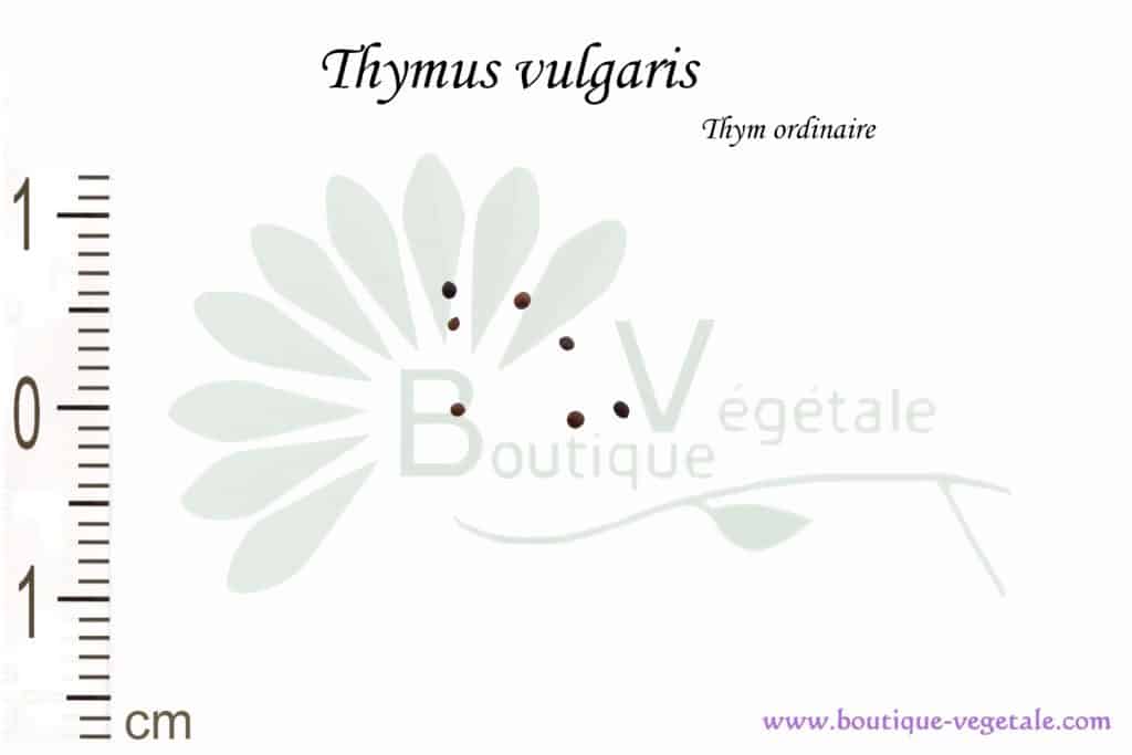 Graines de Thymus vulgaris, Thymus vulgaris seeds