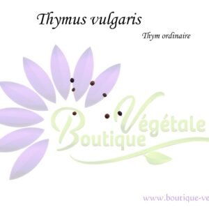 Graines de Thymus vulgaris