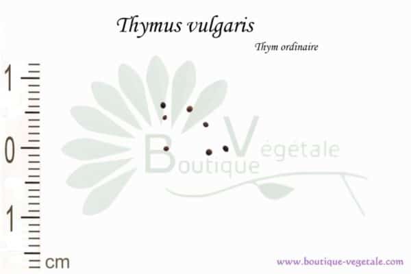 Graines de Thymus vulgaris