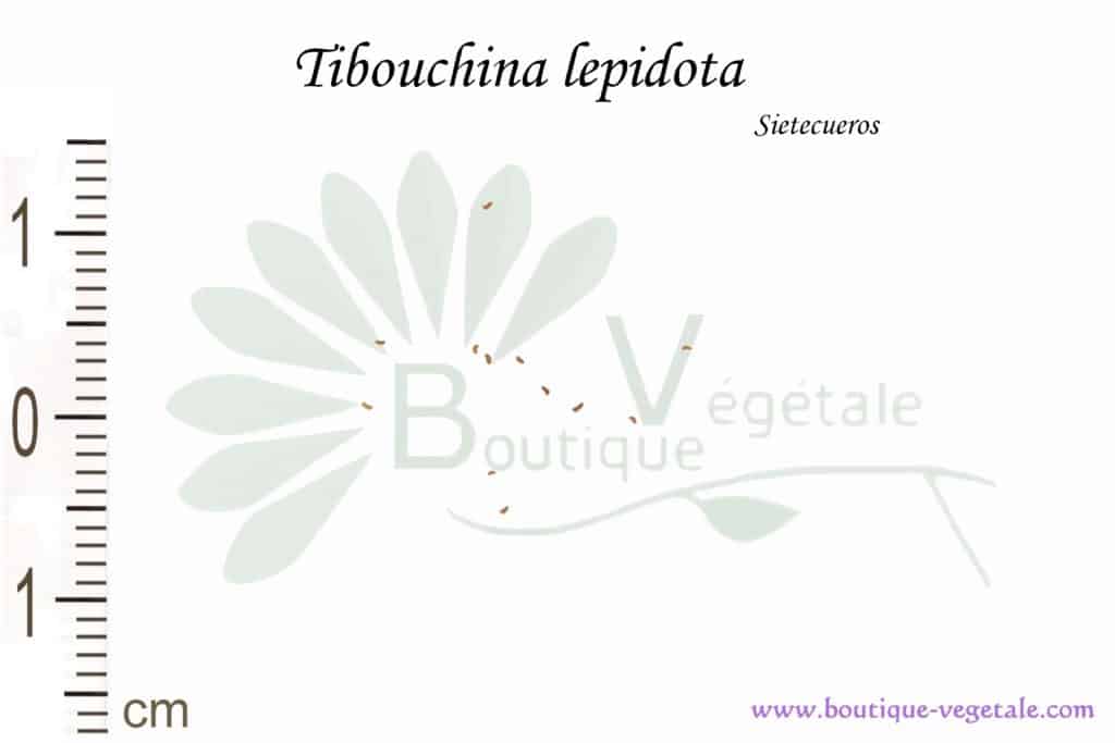 Graines de Tibouchina lepidota, Tibouchina lepidota seeds