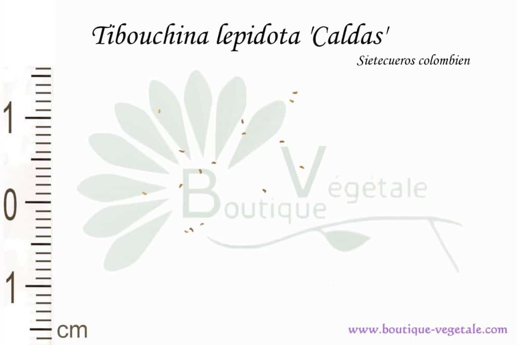 Graines de Tibouchina lepidota'Caldas', Tibouchina lepidota'Caldas' seeds