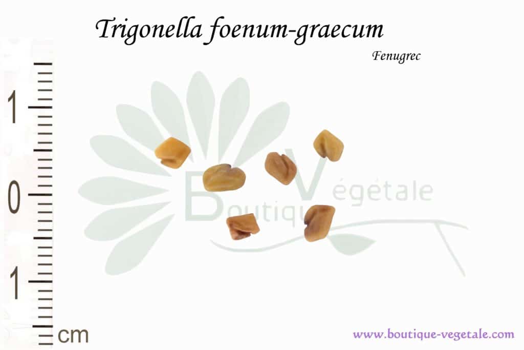 Graines de Trigonella foenum-graecum, Trigonella foenum-graecum seeds
