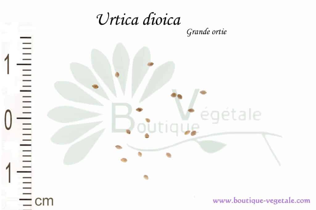 Graines d'Urtica dioica, Urtica dioica seeds