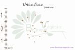 Graines d'Urtica dioica, Urtica dioica seeds