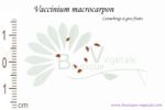 Graines de Vaccinium macrocarpon, Vaccinium macrocarpon seeds