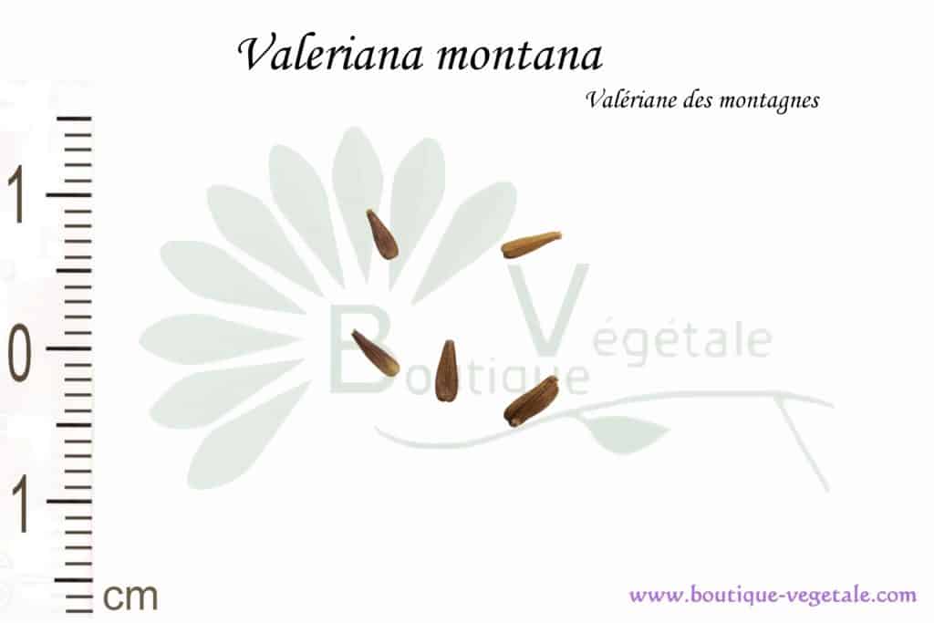 Graines de Valeriana montana, Valeriana montana seeds