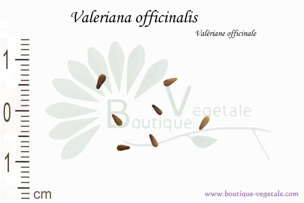 Graines de Valeriana officinalis, Valeriana officinalis seeds