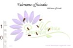Graines de Valeriana officinalis, Valeriana officinalis seeds