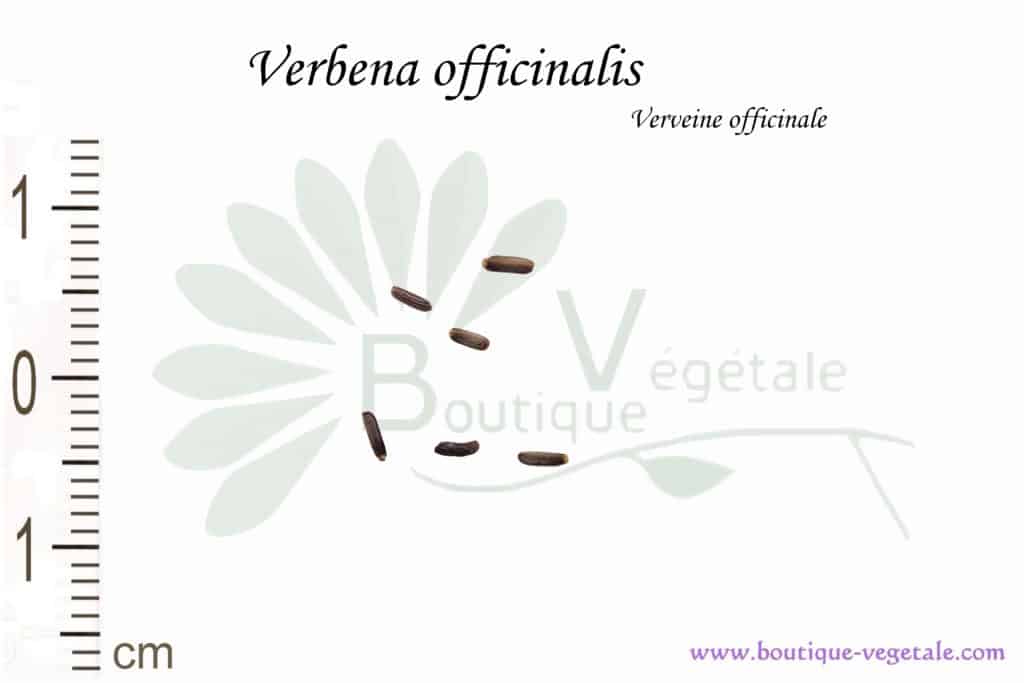 Graines de Verbena officinalis, Verbena officinalis seeds