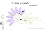 Graines de Verbena officinalis, Verbena officinalis seeds