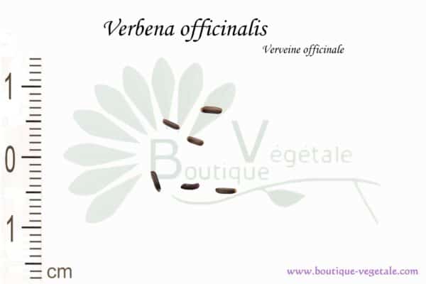 Graines de Verbena officinalis, Verbena officinalis seeds