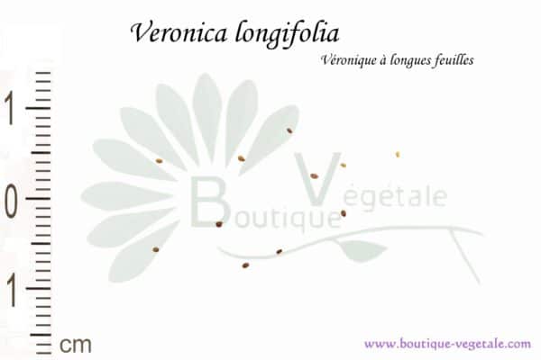 Graines de Veronica longifolia , Veronica longifolia seeds