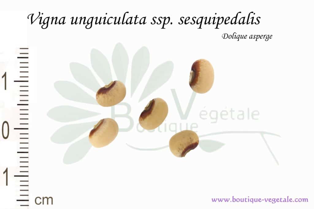 Graines de Vigna unguiculata ssp. sesquipedalis, Vigna unguiculata ssp. sesquipedalis seeds