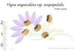 Graines de Vigna unguiculata ssp. sesquipedalis, Vigna unguiculata ssp. sesquipedalis seeds