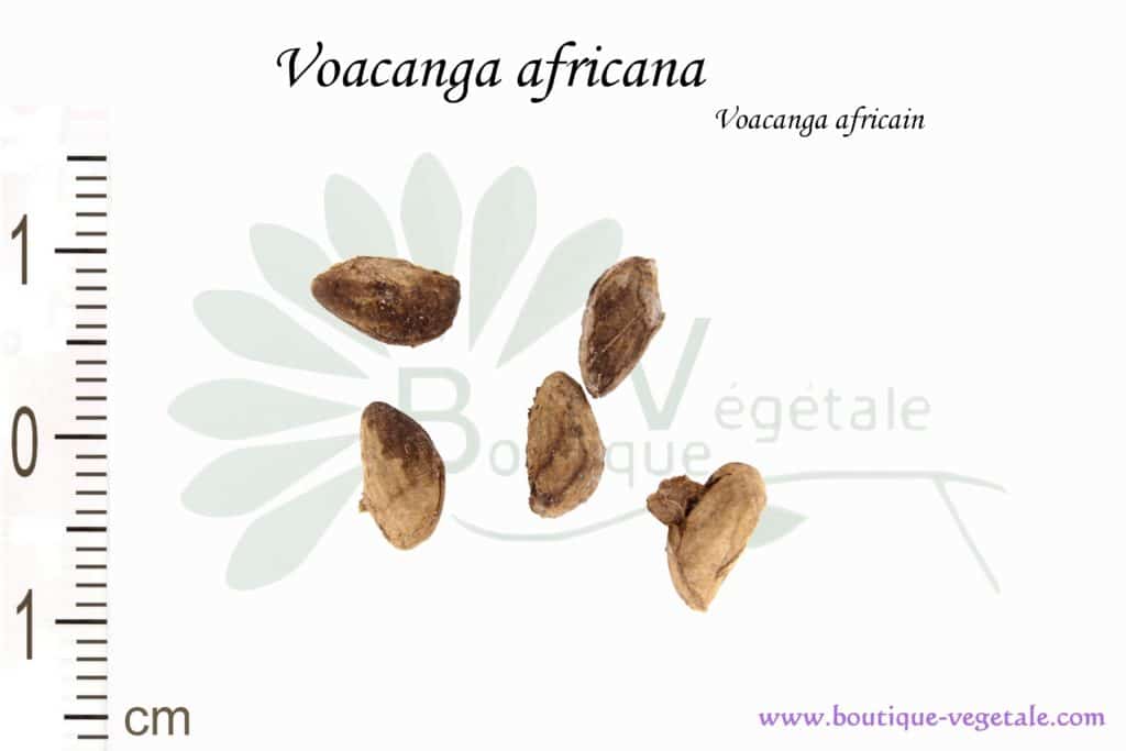 Graines de Voacanga africana, Voacanga africana seeds