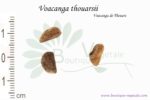 Graines de Voacanga thouarsii, Voacanga thouarsii seeds