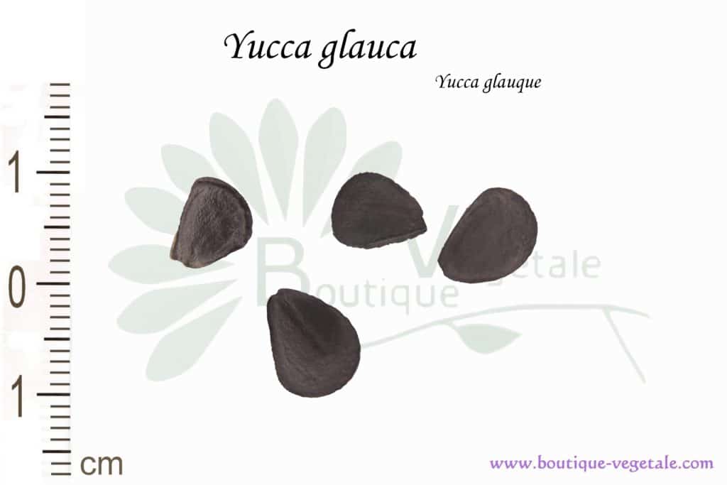 Graines d'Yucca glauca, Yucca glauca seeds