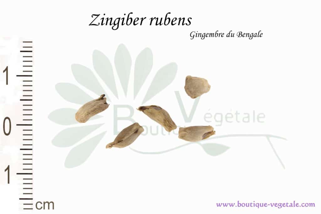 Graines de Zingiber rubens, Zingiber rubens seeds