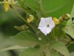 Ipomoea pes-tigridis - Détails d'une fleur