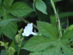 Ipomoea pes-tigridis - Fleur et feuille