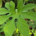 Ipomoea pes-tigridis- Détails d'une feuille