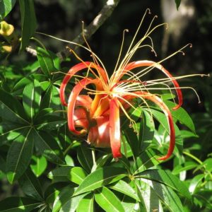 Adansonia madagascariensis - Fleur