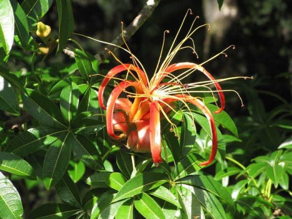 Adansonia madascariensis - Fleur