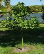 Adansonia madascariensis - Jeune arbre