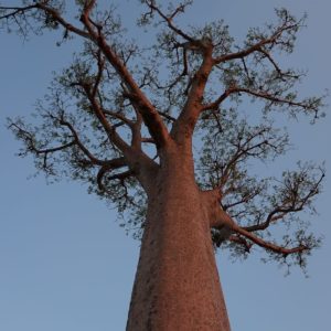 Adansonia madascariensis - Port