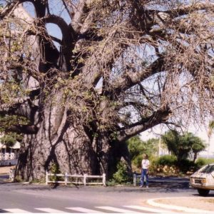 Adansonia madagascariensis - Vue générale