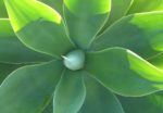 Agave ellemetiana - Rosette de feuilles