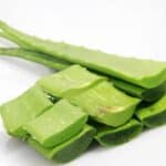 Aloe vera - Feuilles
