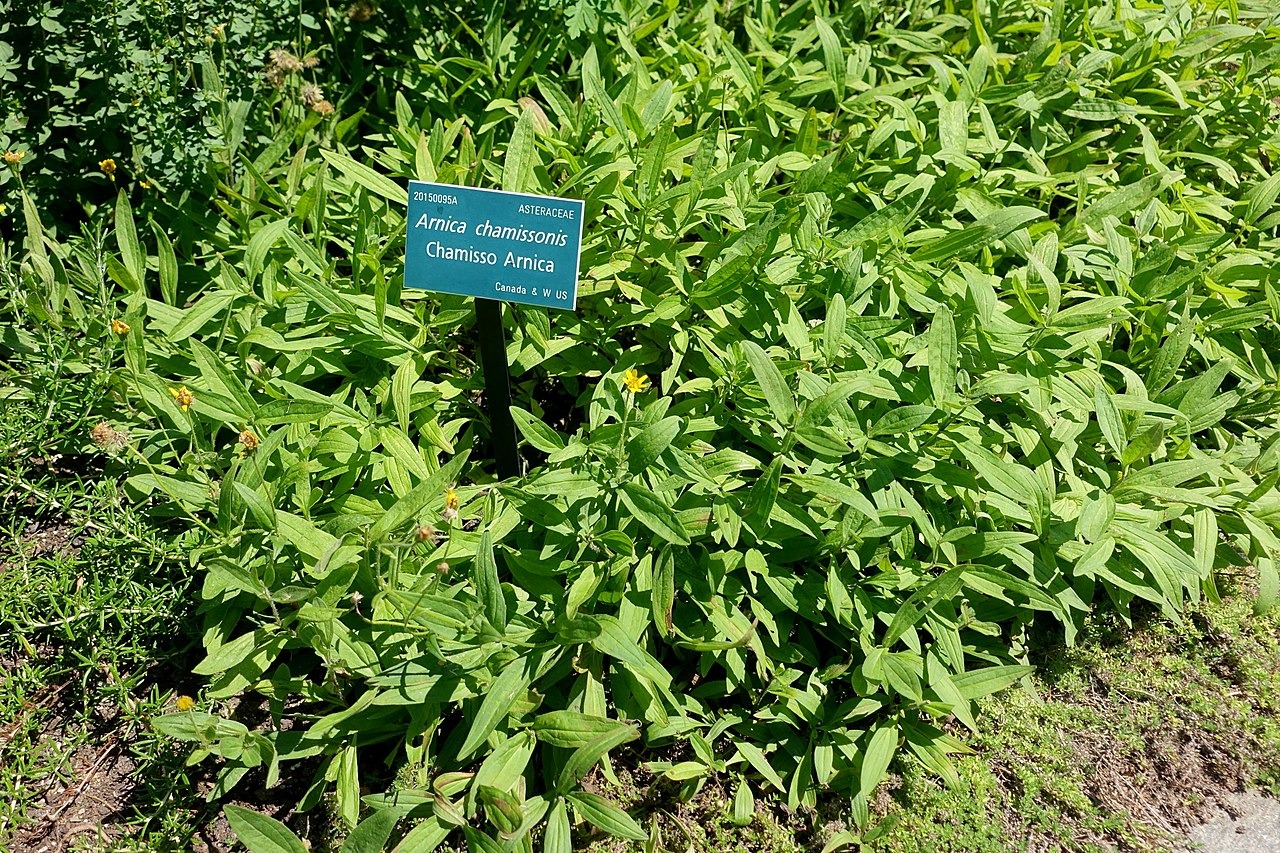 Plant d'Arnica rhizomateuse - Pépinière des Carlines