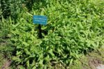 Arnica chamissonis, En zone côtière d'Arnica chamissonis, , Graines d'Arnica chamissonis, Graines d'Arnica des plaines