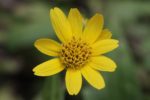 Arnica chamissonis - Fleur