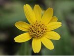 Arnica chamissonis, Fleur d'Arnica chamissonis, Graines de Arnica chamissonis, Graines d' Arnica des plaines