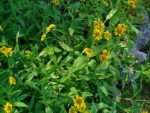 Arnica chamissonis, Vue générale d'Arnica chamissonis, Graines d'Arnica chamissonis, Graines d'Arnica des plaines