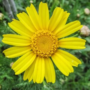 Graines De Sarrasin BIO – Fagopyrum Esculentum, Blé Noir, Fleurs Roses Mellifères – 150 Graines Pour Jardin, Engrais Vert, Sans Gluten - 13