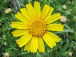 Arnica chamissonis, Détail d'une fleur d'Arnica chamissonis, Graines d'Arnica chamissonis, Graines d'Arnica des plaines