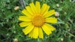 Arnica chamissonis - Détail d'une fleur