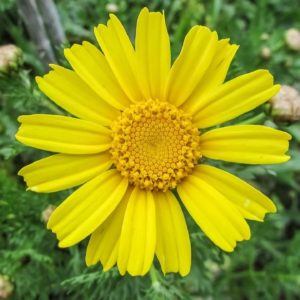 Arnica chamissonis - Détail d'une fleur