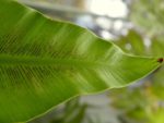 Asplenium nidus - Détail d'une feuille