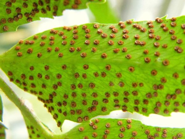 Asplenium nidus - Spores