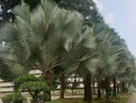 Bismarckia nobilis - Palmier de Bismarck en arbre d'alignement, Latanier blanc