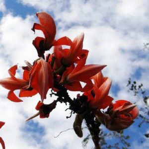 Butea monosperma - Fleurs